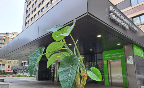 Entrada HUSC